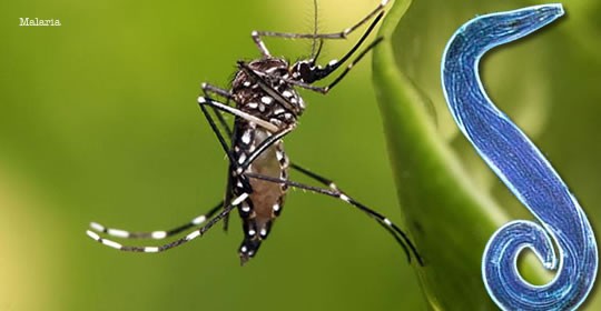 Malaria en Viajeros